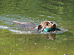 Dummy aufnehmen und auf direktem Weg zurückschwimmen - für Basko kein Problem! :-) 